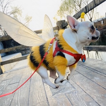 Пример кадра: Pet Bee Pro