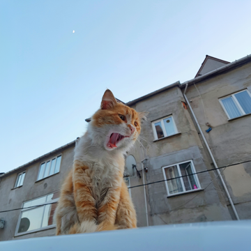 Пример кадра: Trampoline Night